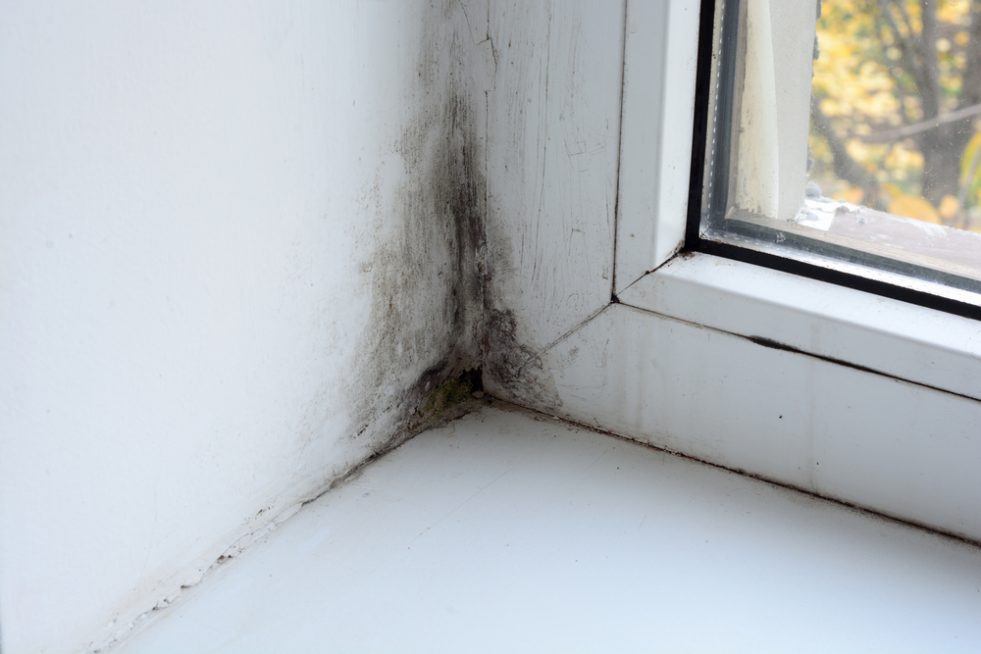 selling house as-is with mold