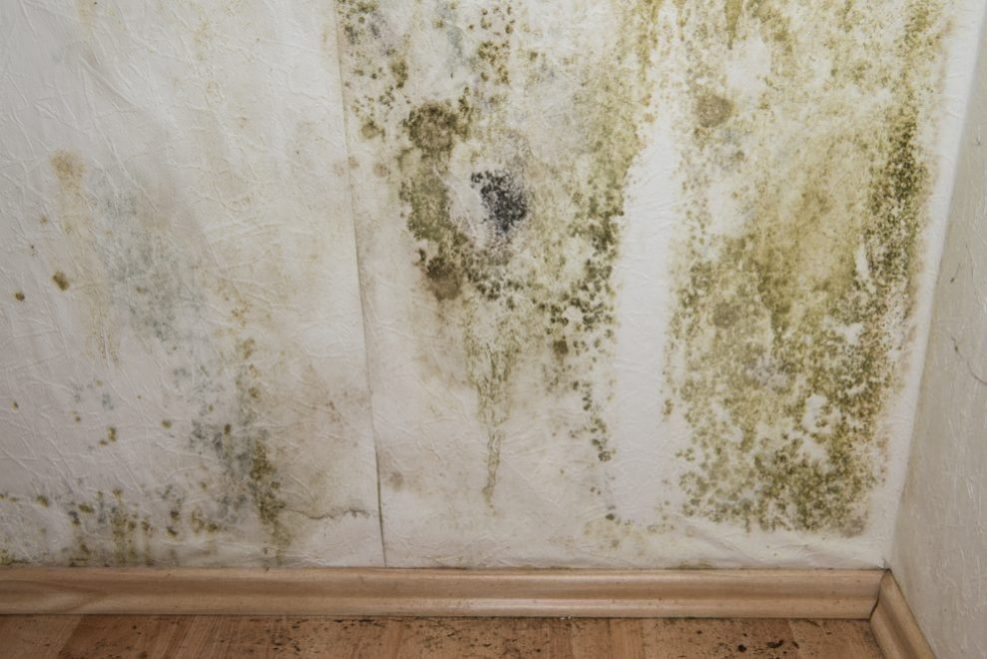 selling house as-is with mold